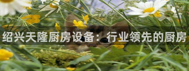 尊龙 6：绍兴天隆厨房设备：行业领先的厨房