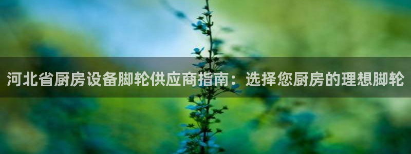 尊龙凯时提款一直审核中：河北省厨房设备脚轮供应商指南：选择您
