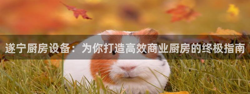 尊龙官网首页：遂宁厨房设备：为你打造高效商业厨房的终极指南